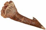 Fossil Sawfish (Onchopristis) Rostral Barb - Morocco #250915-1